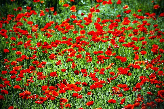 Poppies #1